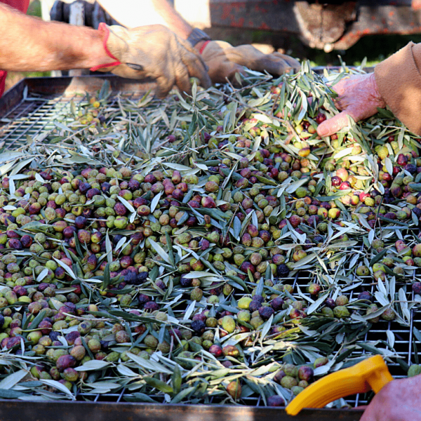 La production d'huile d'olive