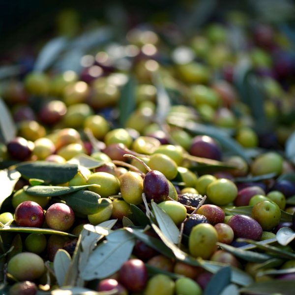 étapes fabrication huile d'olive de provence